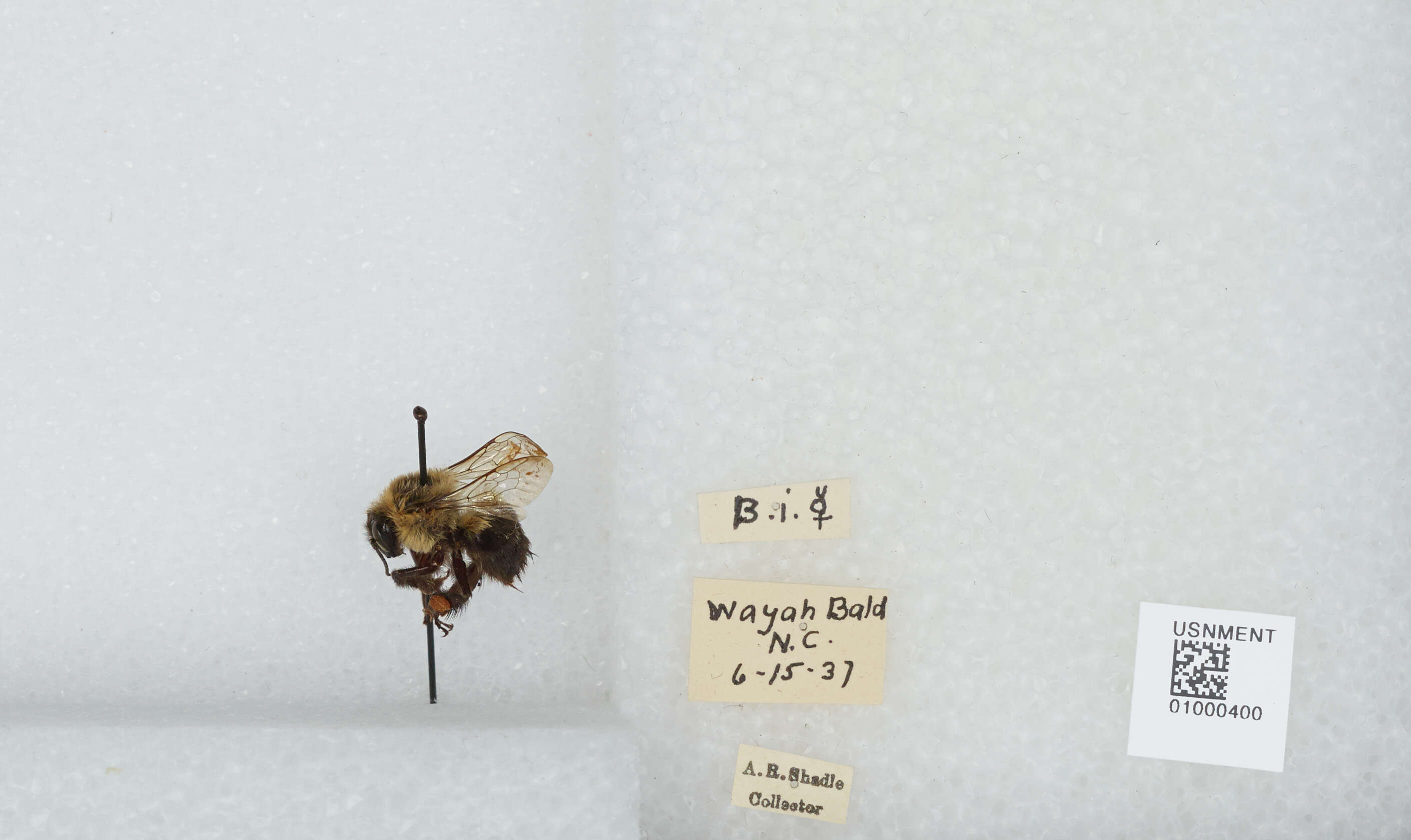Image of Common Eastern Bumblebee