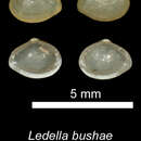 Image of Ledella ultima (E. A. Smith 1885)