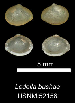 Image of Ledella ultima (E. A. Smith 1885)