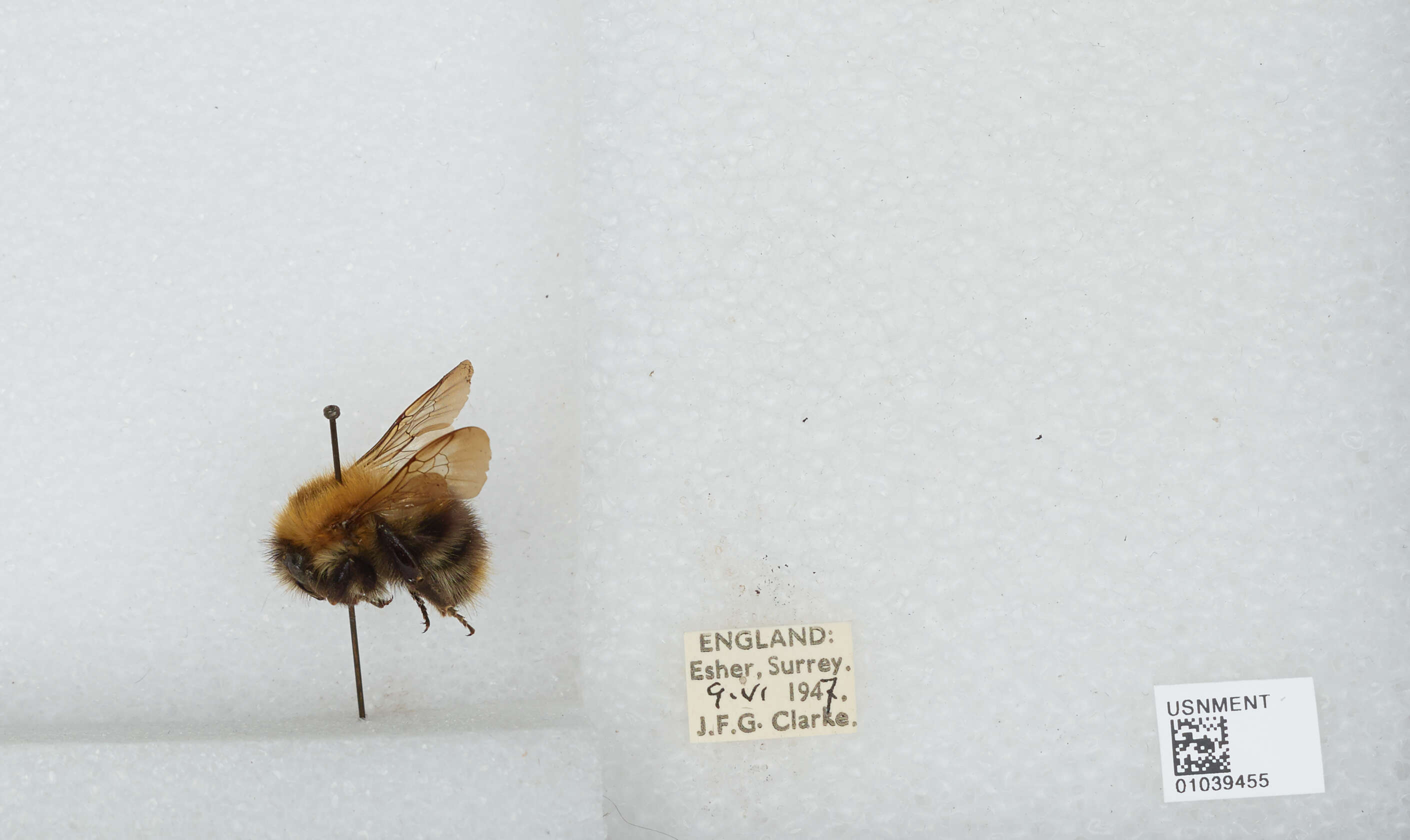 Image of Common carder bumblebee