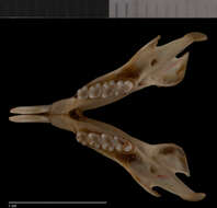Sivun Tamiops rodolphii rodolphii (Milne-Edwards 1867) kuva
