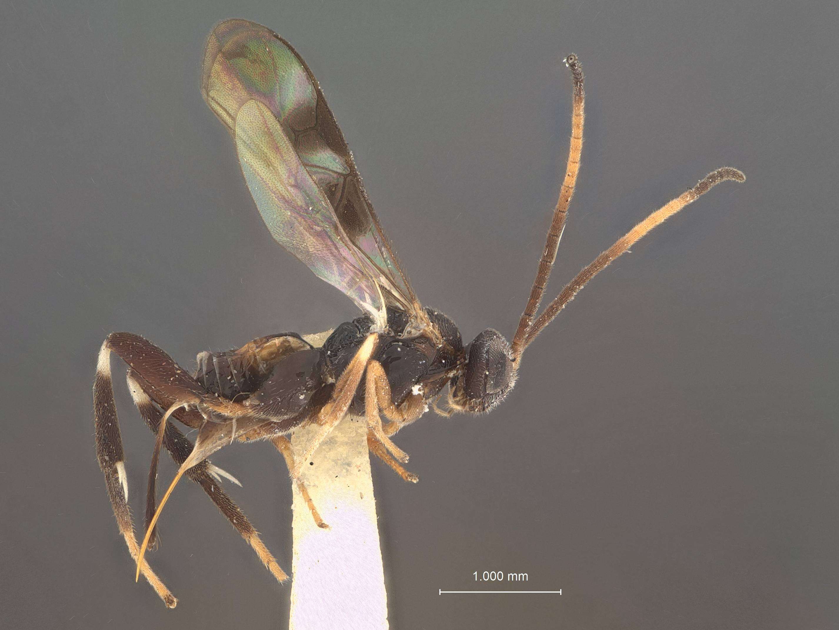 Image of Parasitoid wasp