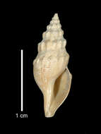 Image of Gymnobela filifera (Dall 1881)