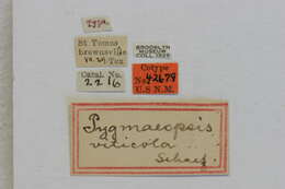 صورة Pygmaeopsis viticola Schaeffer 1908