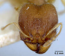 Image of Pheidole floridana stomachosa Wheeler 1917