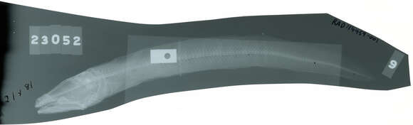 Image of Blackbelly eelpout