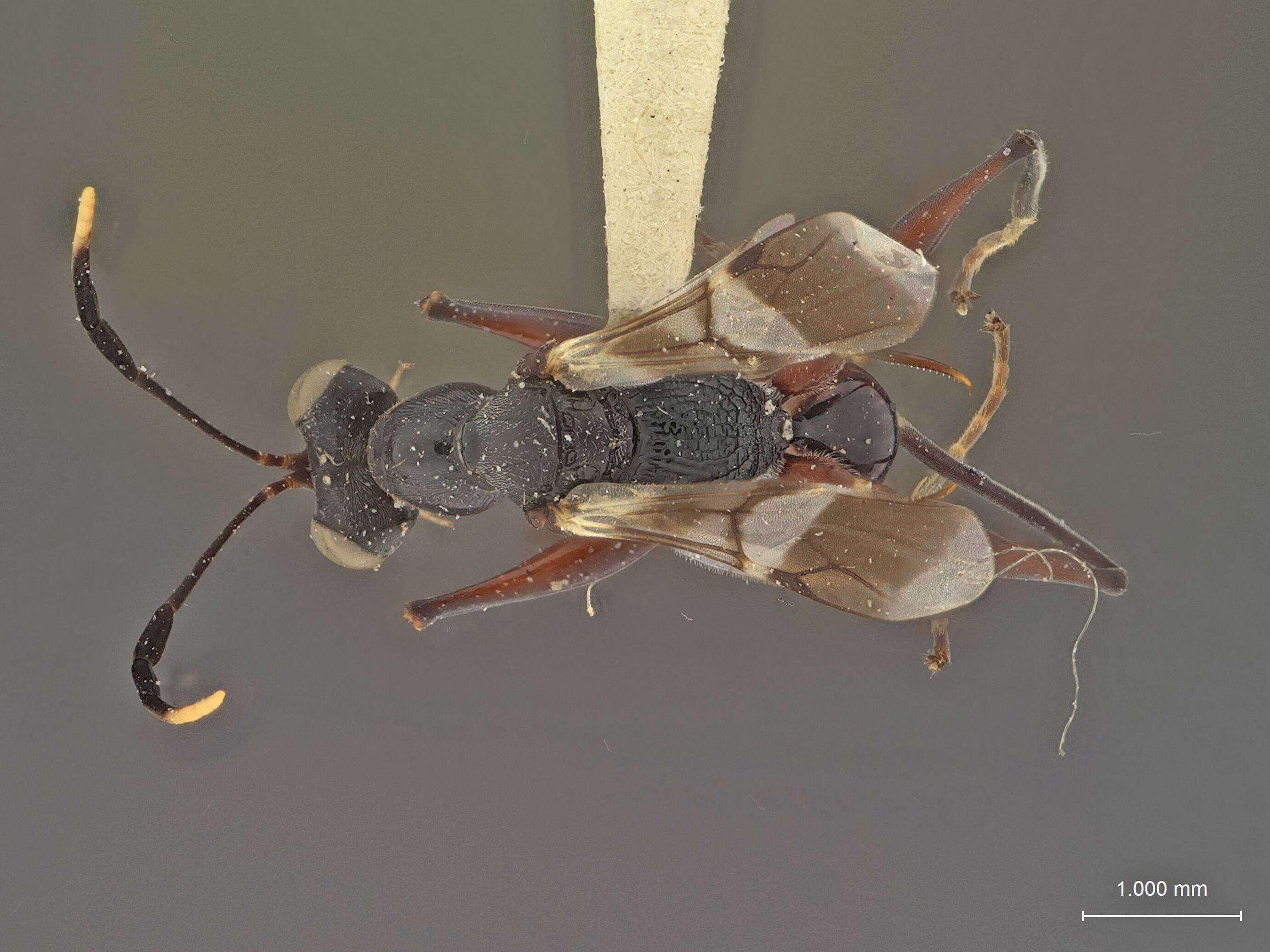 Image of Dryinus browni Ashmead 1905