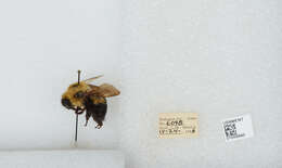 صورة Bombus bimaculatus Cresson 1864