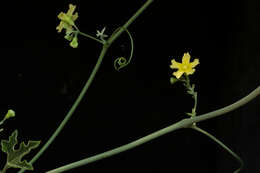 Ibervillea hypoleuca (Standl.) C. Jeffrey resmi