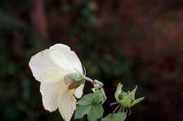 Image of tropical fanleaf