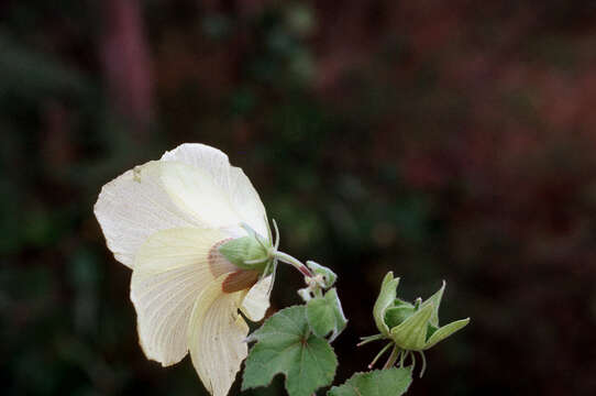 Hibiscus vitifolius subsp. vitifolius的圖片