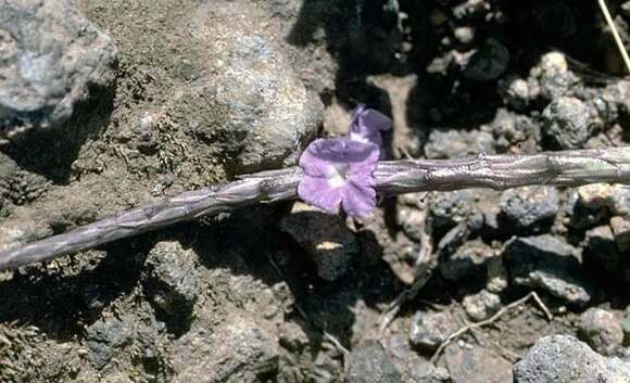 Image of light-blue snakeweed