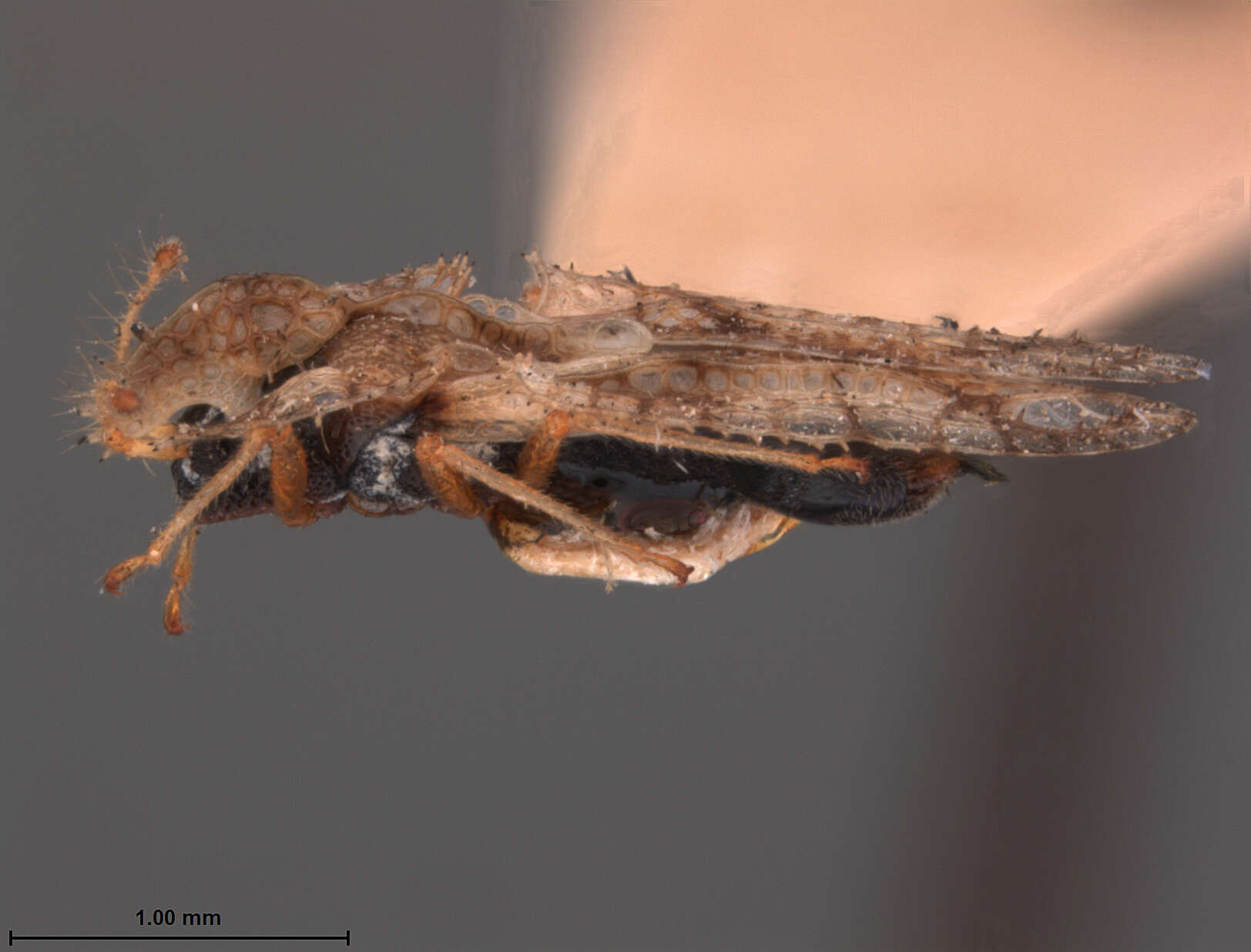 Image of Corythucha eriodictyonae Osborn & Drake 1917