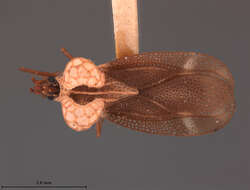 Image of Ypsotingis luzonana Drake 1958