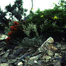 Image of muttongrass