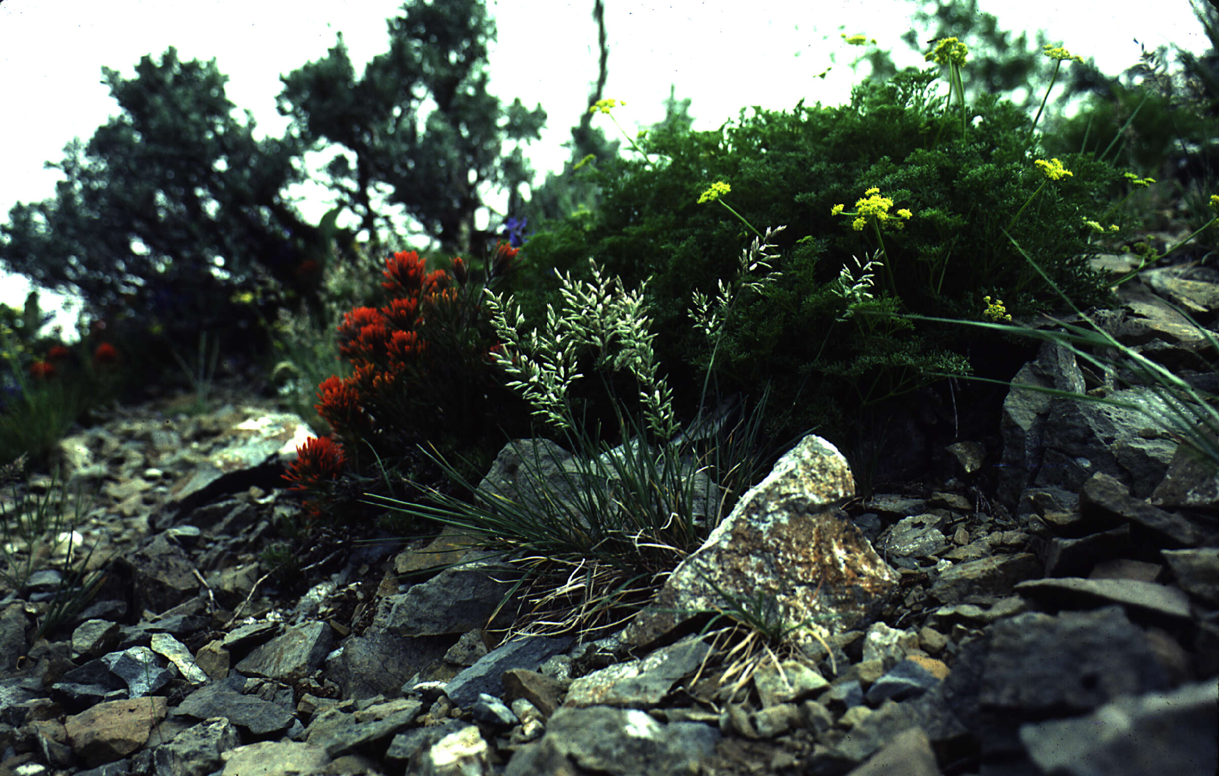 Plancia ëd Poa fendleriana subsp. longiligula (Scribn. & T. A. Williams) Soreng