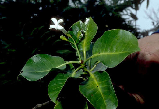 Image of Psychotria marchionica Drake