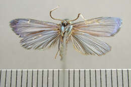 Chrysochlorosia Hampson 1900 resmi