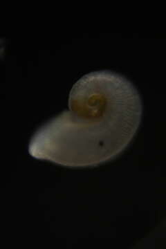 Image of Lodderena striata (Kay 1979)