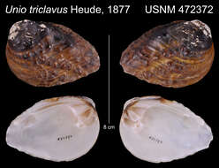 Image of Unio triclavus Heude 1877