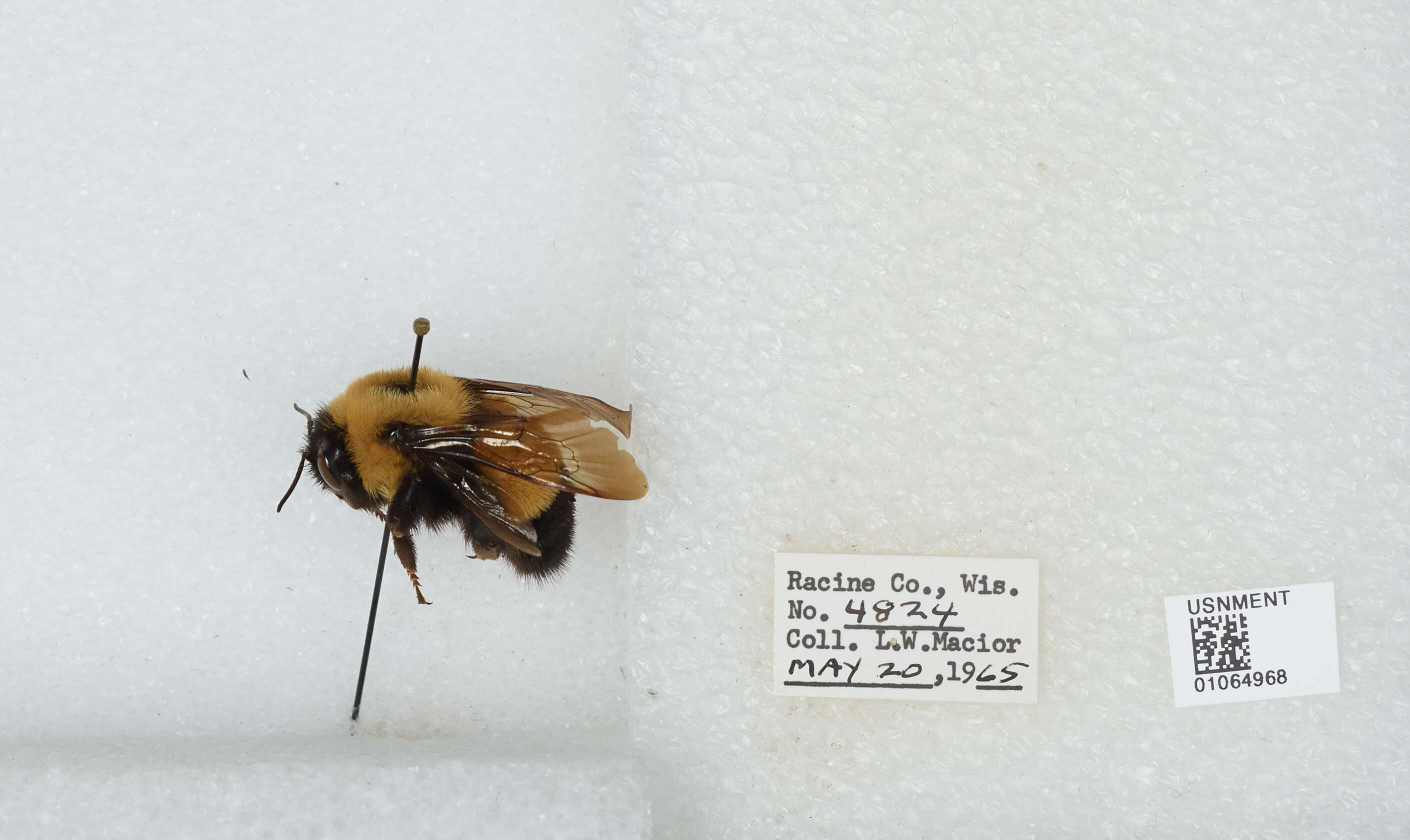 Слика од Bombus affinis Cresson 1864