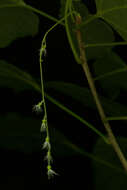 Image of Acalypha schiedeana Schltdl.