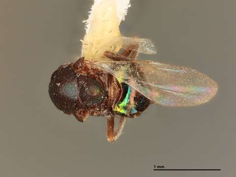 Image of Parasitoid wasp