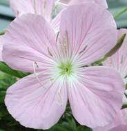 Imagem de Oenothera texensis Raven & Parnell