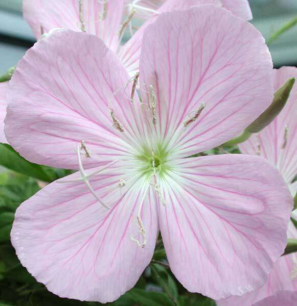 Image of Texas Evening-Primrose