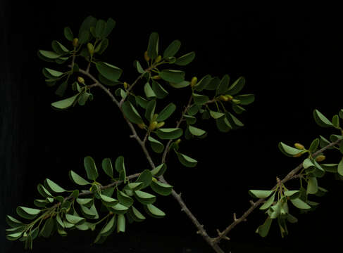 Image de Erythroxylum rotundifolium Lunan