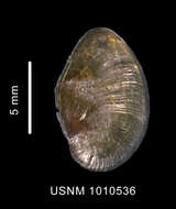 Image of Lusitromina abyssorum (Lus 1993)