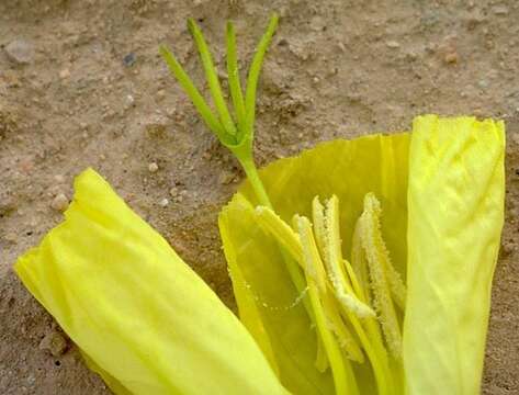 Image de Oenothera howardii (A. Nels.) W. L. Wagner