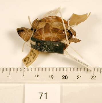 Image of Common Musk Turtle