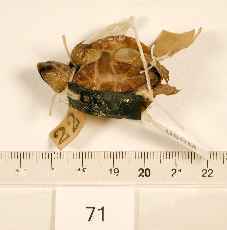 Image of Common Musk Turtle