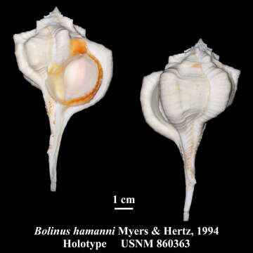 Vokesimurex hamanni (B. W. Myers & Hertz 1994) resmi