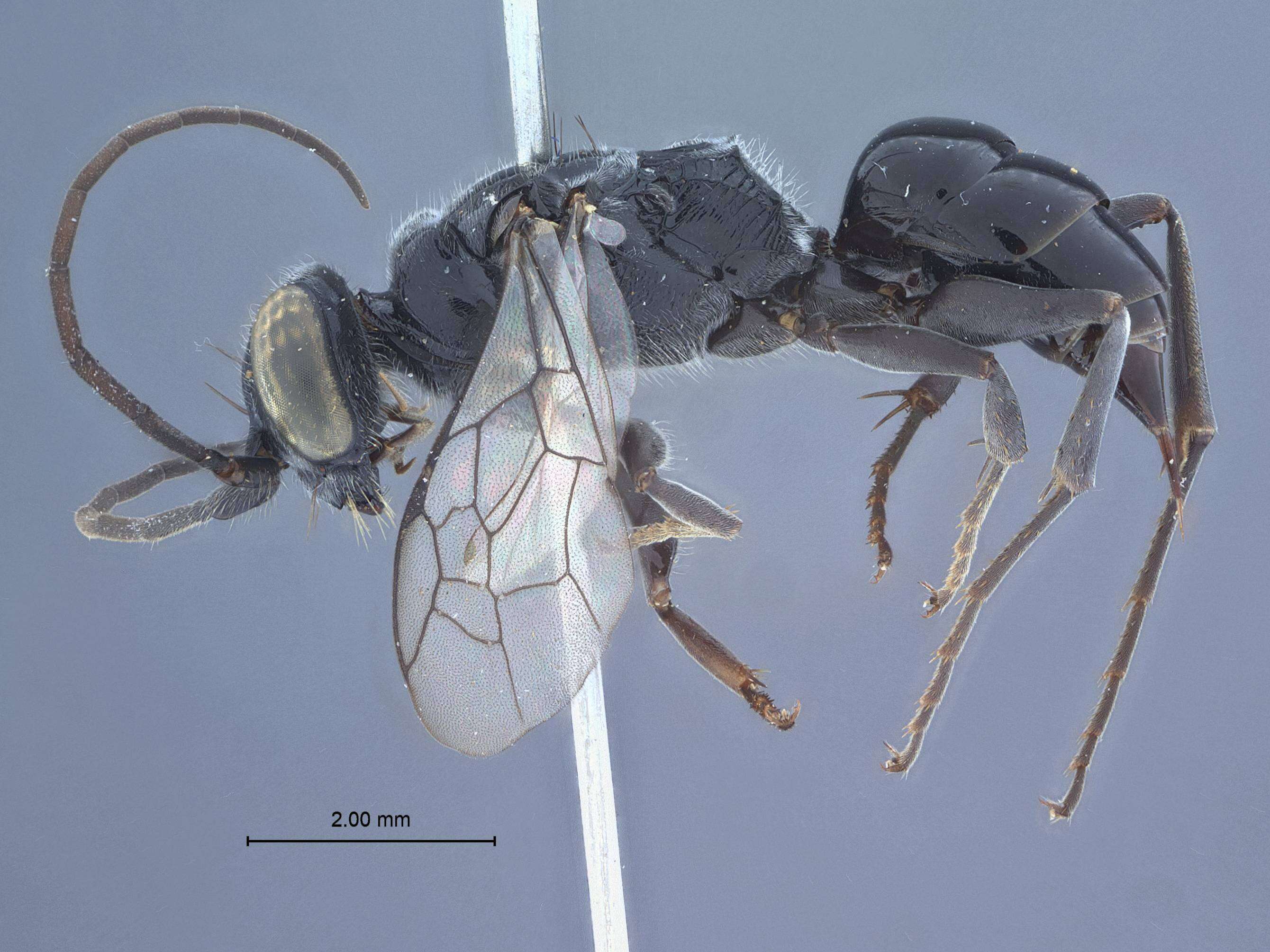 Image of Dolichurus palawanensis davaonis Tsuneki ex Tsuneki et al. 1992