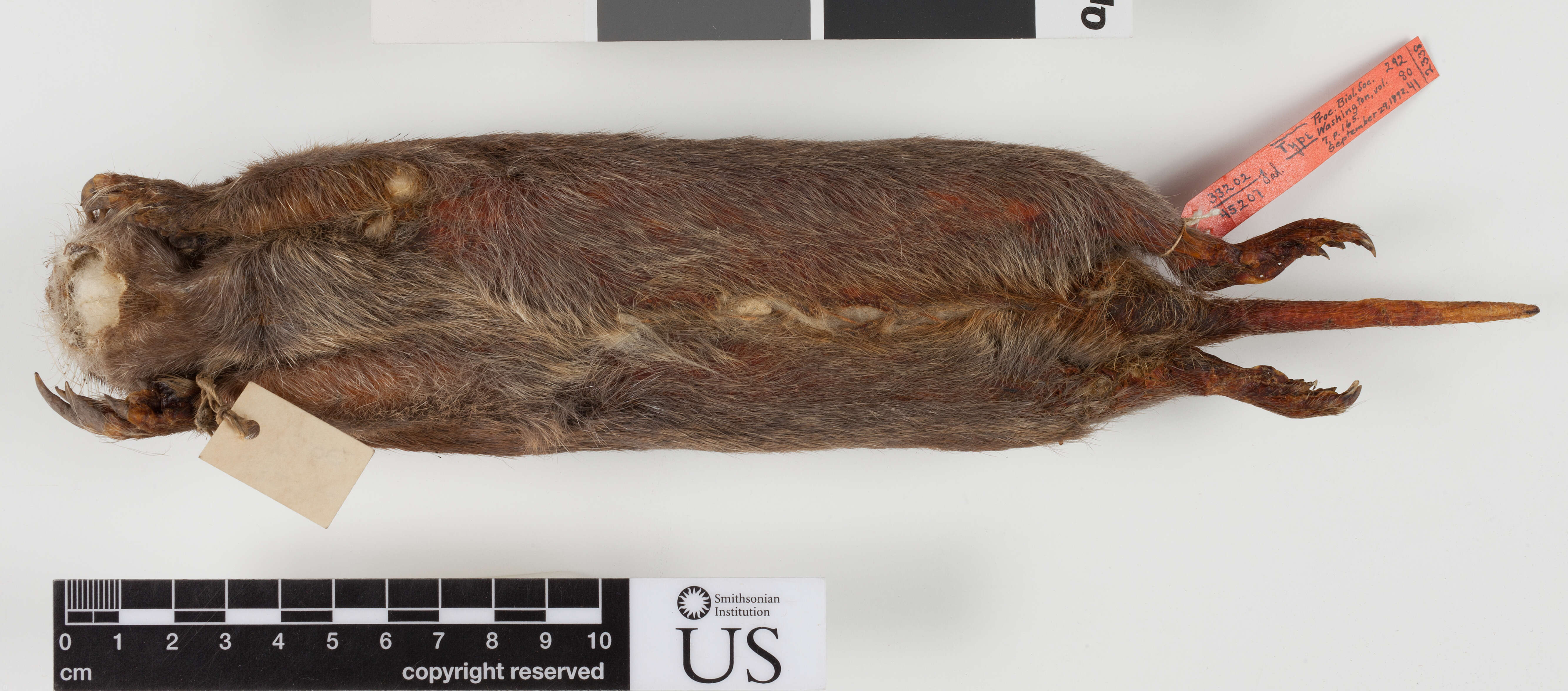 Image of smoky pocket gopher