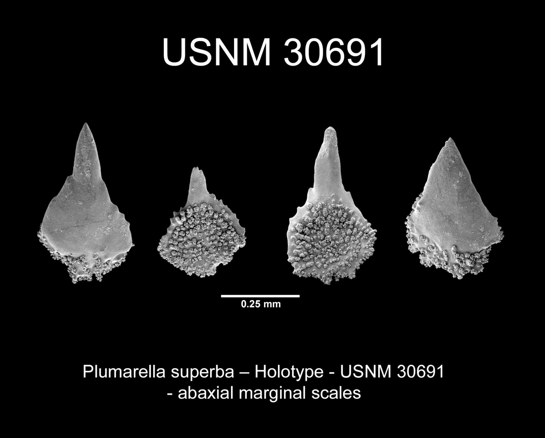 Image of <i>Primnodendron superbum</i> Nutting 1912