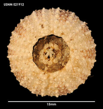 Image of Pseudechinus magellanicus (Philippi 1857)