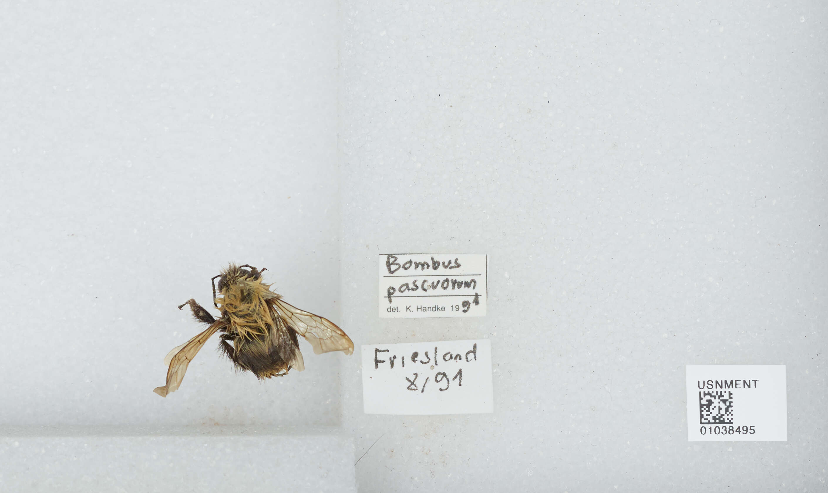 Image of Common carder bumblebee