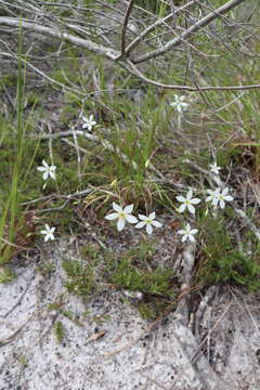 Image of shortleaf rose gentian