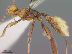 Image of Aphelopsia annulicornis Marsh 1993