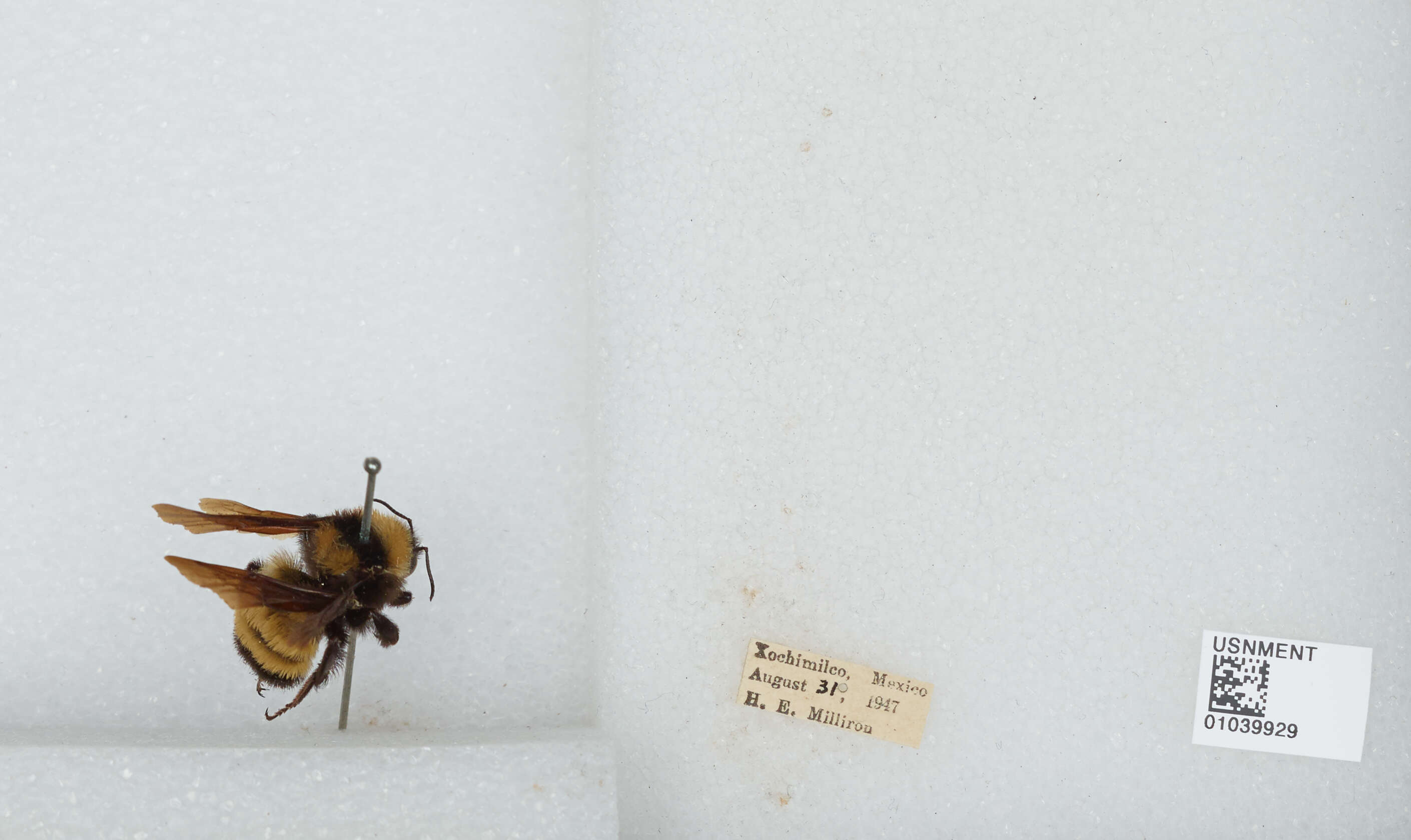 Image of Sonoran Bumble Bee