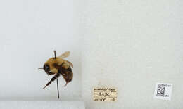 صورة Bombus bimaculatus Cresson 1864