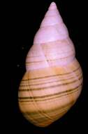 Image of <i>Liguus crenatus</i>