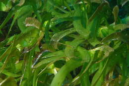 Image of Sickle-leaved cymodocea