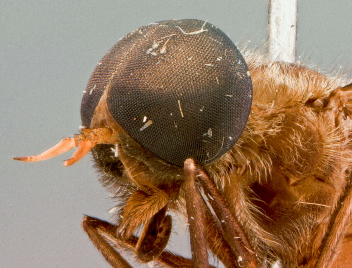 Image of Cydistomyia philipi Burger 1982