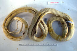 Image of Clarion Island Whip Snake