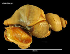 Sivun Antarctodomus thielei (Powell 1958) kuva