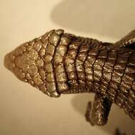 Image of Terrestrial Arboreal Alligator Lizard